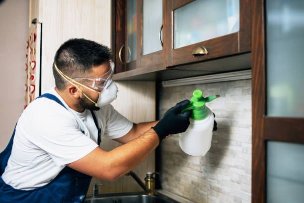 Best Rat Extermination Near Me  in Dexter, OR