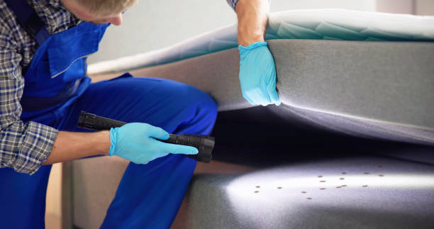 Best Termite Control Services  in Dexter, OR