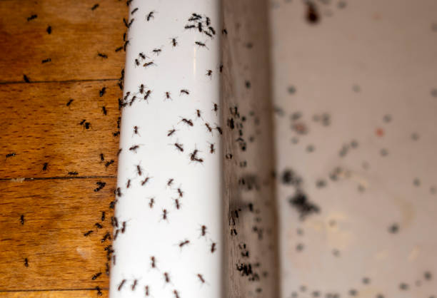 Best Pest Removal Services  in Dexter, OR