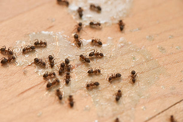 Best Wildlife Control Services  in Dexter, OR