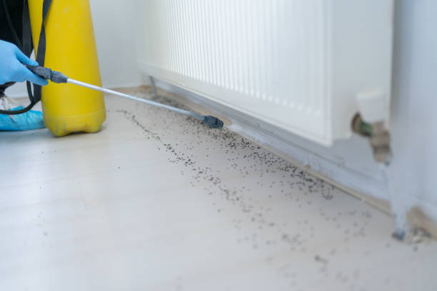 Best Local Pest Control Services  in Dexter, OR