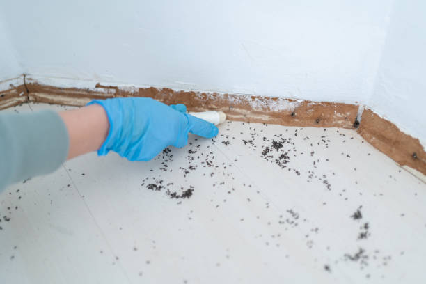 Best Pest Control for Homes  in Dexter, OR