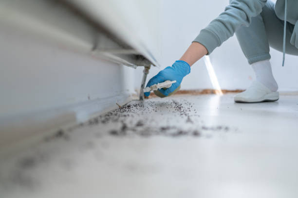 Trusted Dexter, OR Pest Control Experts